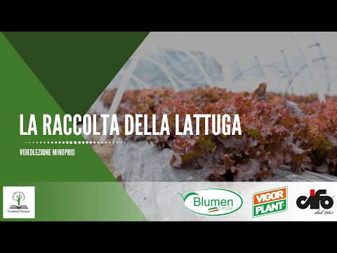 Video: I molluschi mangiano lattuga: come avere piante di lattuga senza lumache/lumache in giardino