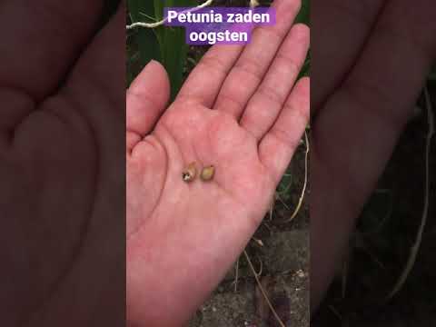 Video: Petunia In Die Tuin En In Die Tuin (45 Foto's): Die Ontwerp Van Vertikale Blombeddings Op Die Terrein. Hoe Mooi Om Blomme In Die Land Te Plant? Variante Van Komposisies In Landskap