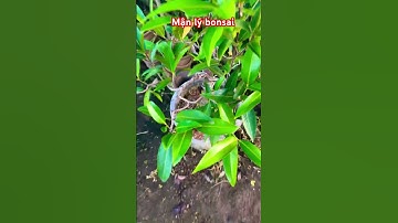 Cây mận lý bonsai #ngocnganbentre #hoakiengcaimon #shortvideo #gardening #0386569374 #shots #farming