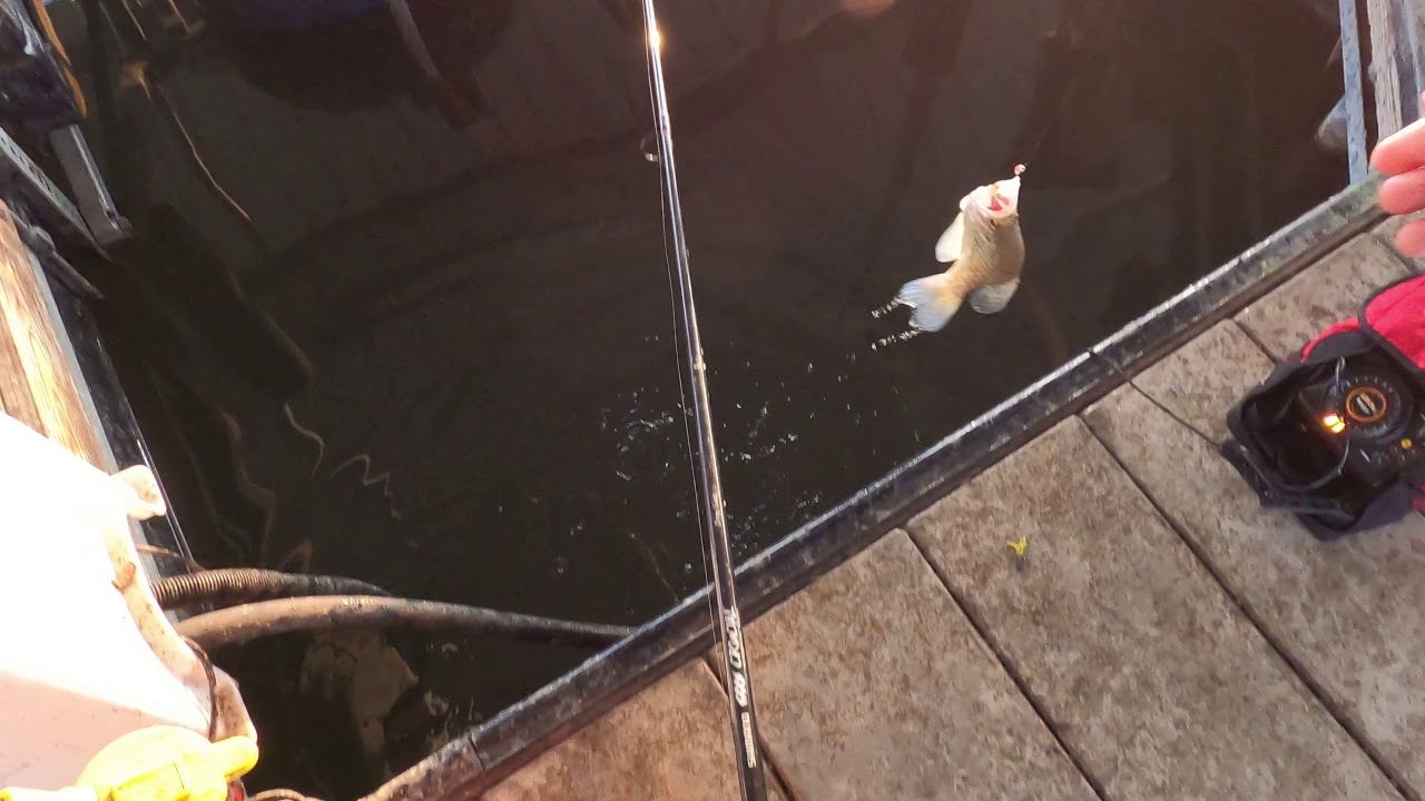 Pomona lake crappie fishing 12/07/2019 YouTube