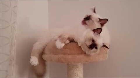 Embla washing Odin against his will || Odin & Embla the Birman kittens