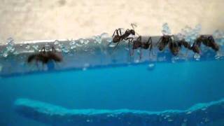 七輪陶芸！？「アリ伝説！」20100823_1