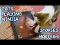 Cats playing ninja