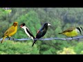 FIM DE SEMANA NO SÍTIO - Filmagem de Alguns Pássaros, Natureza 😍