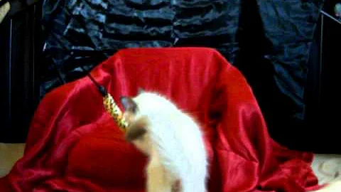 Watch the video about Aragormore Ragdolls Truly Beautiful Purebred Ragdolls- Video 2