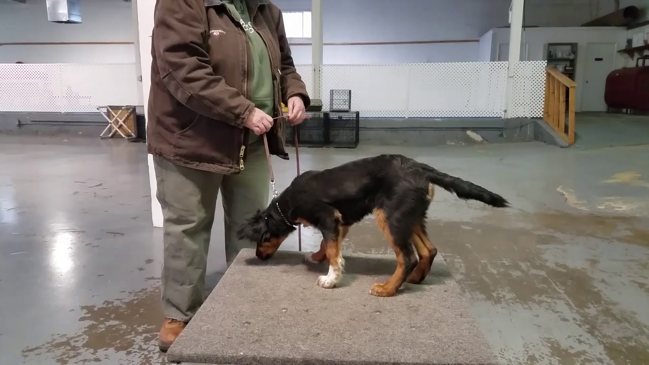English Shepherd puppy training - YouTube