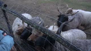 Rackacsemege. Racka 18.
