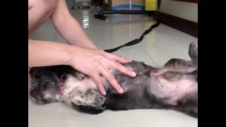 Shih Tzu Belly Rub 2