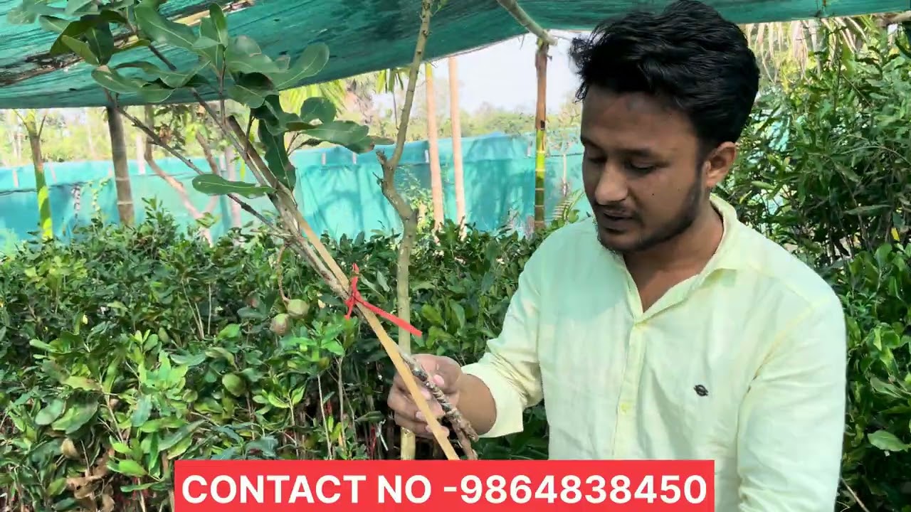 Macadamia grafted 849 