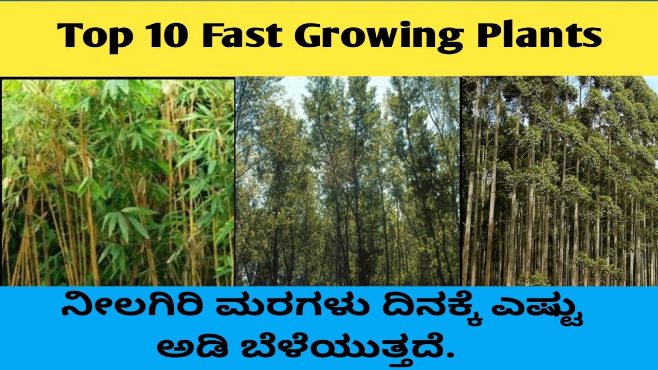 Top 10 Fast Growing Plants ಟಾಪ್ 10 ವೇಗವಾಗಿ ಬೆಳೆಯುವ ಗಿಡಗಳು Kannada