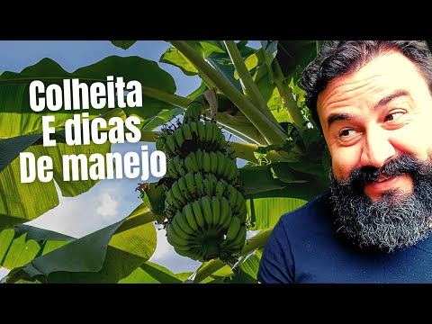 Vídeo: Colheita de bananeiras: dicas sobre quando e como colher bananas em casa