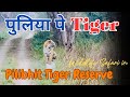 Tiger sightings on the puliya  pilibhit tiger reserve ep02 tiger wildlife pilibhittigerreserve