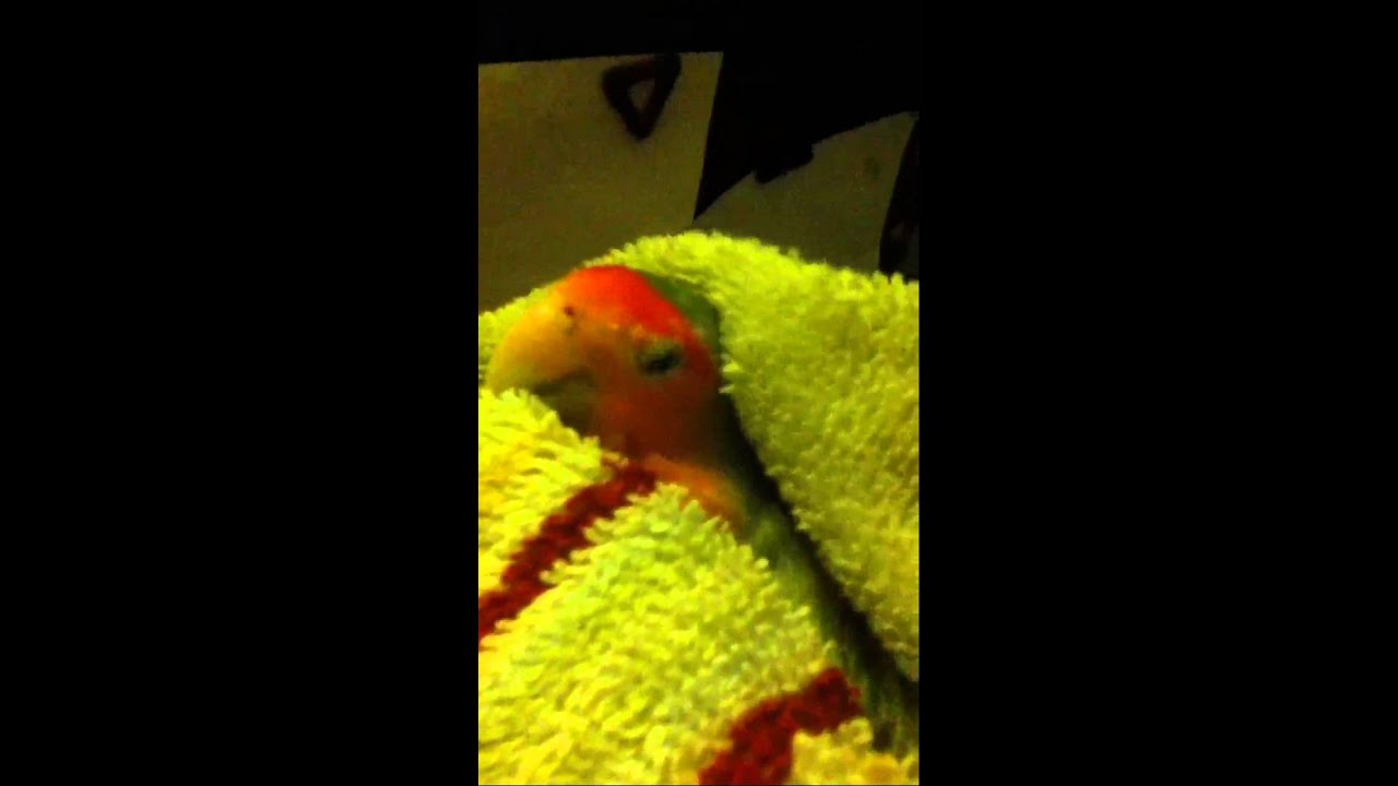 lovebird species My bird cries after bath