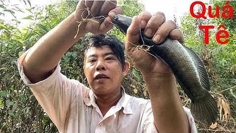 Câu cá rô đồng. Bình phong thạnh Môc hóa long an