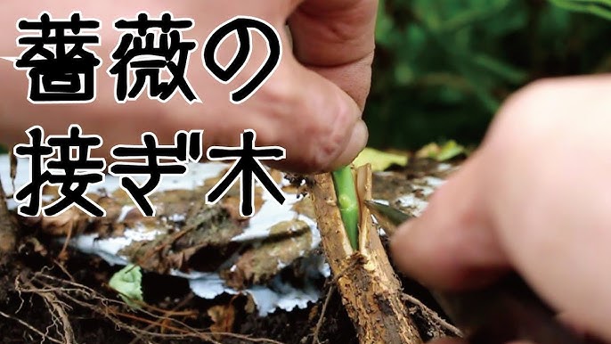 バラの接木シリーズ 冬の切り接ぎ バラ50年 プロの生産農家が教える切接ぎ方法 Youtube バラの接木シリーズ 冬の切り接ぎ バラ50年 プロの生産農家が教える切接ぎ方法 Youtube