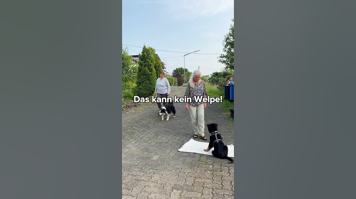 Ruhig bleiben bei Besuch – ohne Ablenkung, ohne Stress.