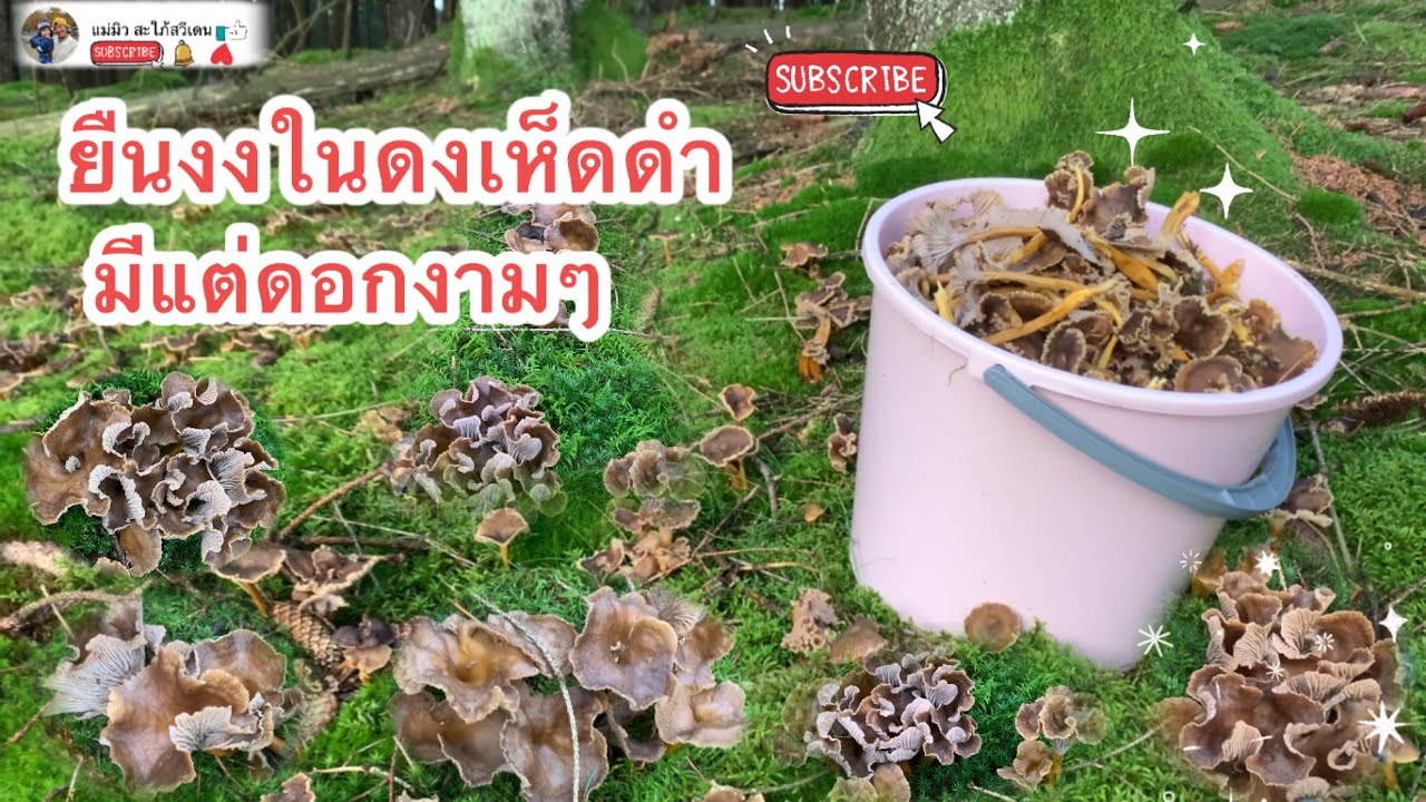 Ep.6 ‼️ยืนงงในดงเห็ด ที่สุดของเห็ดดำ💯🍄🌲🍂🍄😮😮
