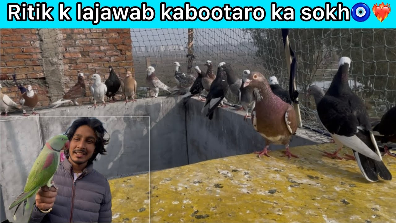 Ritik k channe kabootaro ka sokh🧿❤️‍🔥