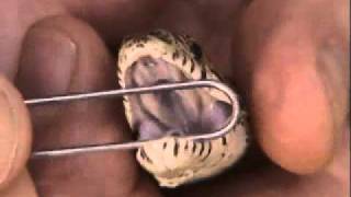 oral exam of snake