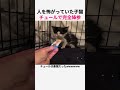 警戒心MAXだった子猫、でもチュールを見た瞬間… #猫 #子猫 #猫動画