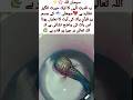 Miracle Fish with Quranic Verse🐟✨ SubhanAllah#IslamicWonder #DivinePower #FaithInAllah #Nature Mp3 Song