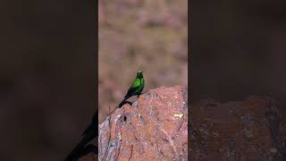 Malachite sunbird  #birds