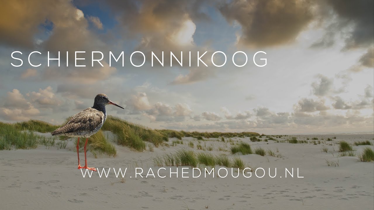 Schiermonnikoog - Hiking Van Wad tot Duin - Ongerepte Natuur in de Waddenzee