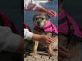#shorts   DOG LIFEJACKET TOP TIPS - protect your four-legged friend - with Baltic Lifejackets