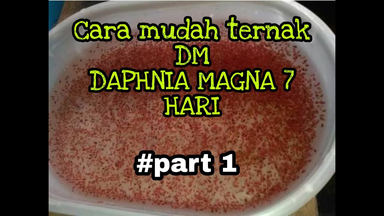 Cara mudah ternak DAPHNIA MAGNA #PART1 