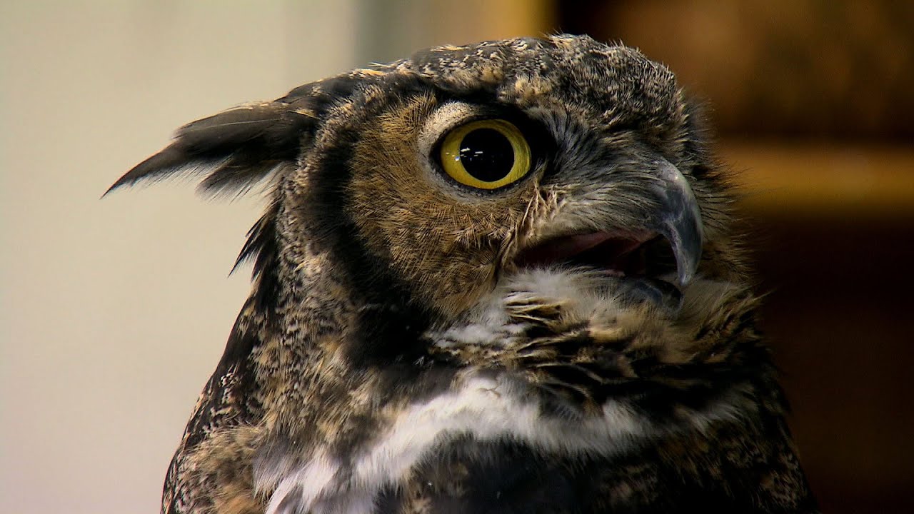 Wild Wisdom: The West Valley Outdoor Learning Center | Northwest Profiles (2015) | KSPS PBS