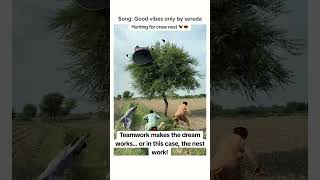 Teamwork Makes The Dream Works... Or In This Case, The Nest Work