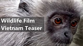 Wildlife Films Vietnam - Flora & Fauna Documentary, Teaser - Camera & Production Peter Scheid