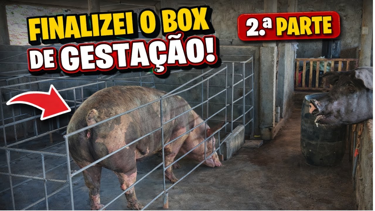 COMO FAZER BOX DE GESTAÇÃO SUÍNA, FINALIZAÇÃO COMPLETA COM TODOS OS DETALHES.  #suinocultura #suínos