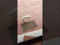 Funny cat moments 🐈 🤣🤣🤣🤣🤣 #viral #viralshorts #trending #cat #funnycat #youtubeshorts
