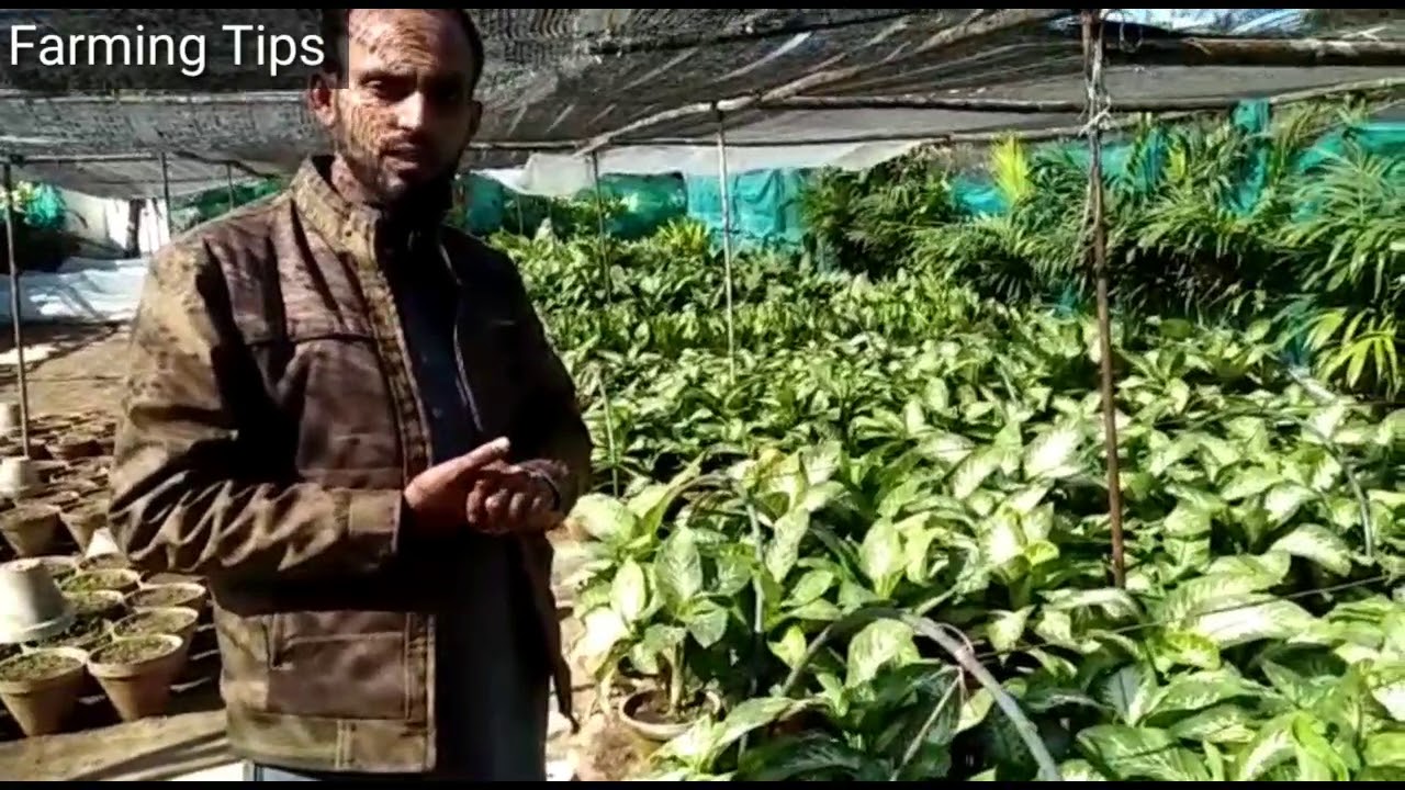 Imported and Pakistani plants in Karachi nursery in karachi YouTube