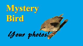 Mystery Bird #1: Identify it with me!