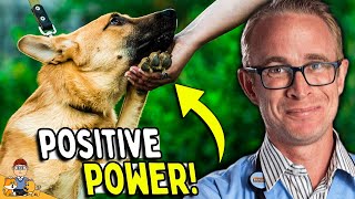 Game-Changing Steps for Anxious Dogs