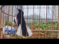Choè than hót giọng rừng | Luyện Giọng Chòe Than | Chíc Chòe Than Kích Trống Căng Lửa #choethan