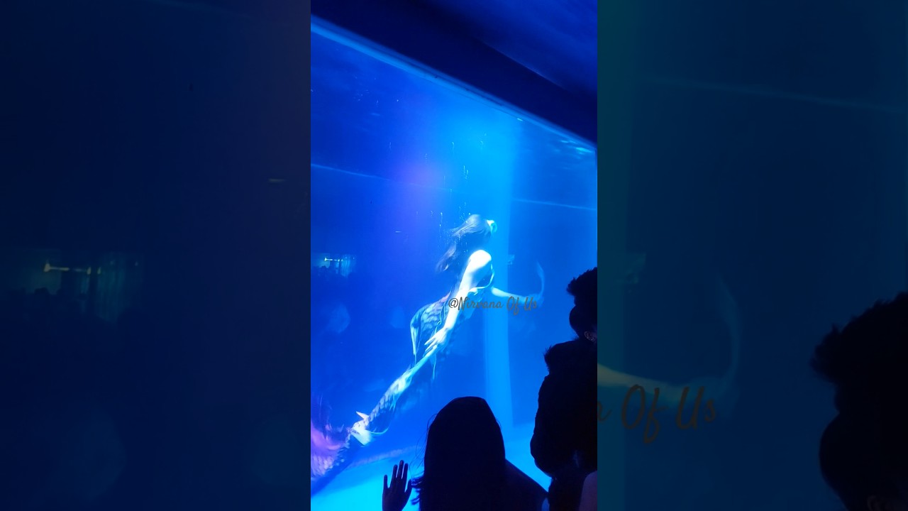 Mermaid Show 