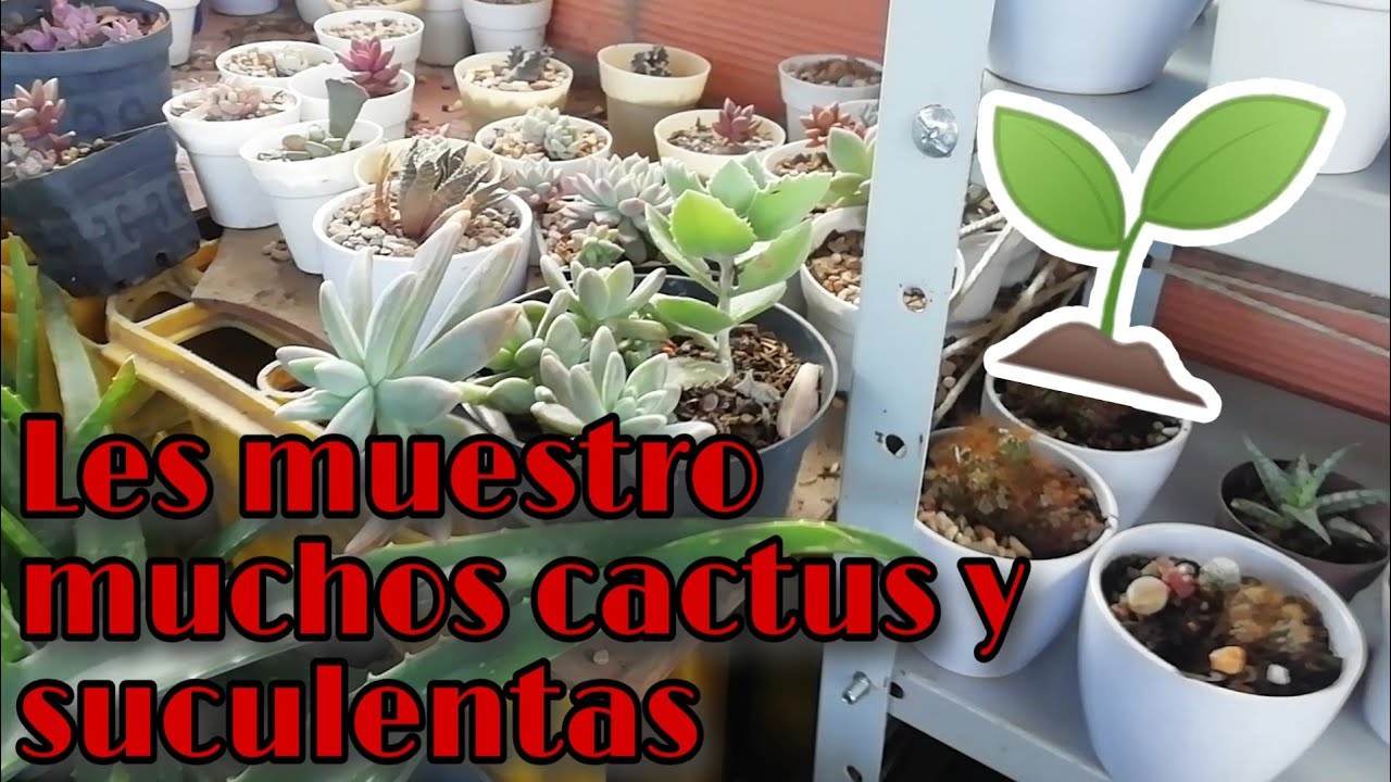 LIMPIANDO Y REORGANIZANDO MI JARDÍN 👩🏽‍🌾| Jardines by Angie