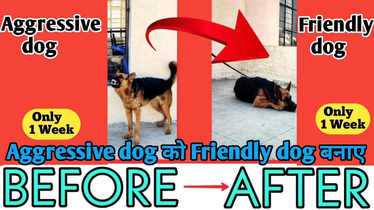 aggressive-dog-ko-friendly-kaise-banaye-how-to-control-aggressive-dog