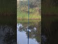 MOLINETE NO AGUARDO DO PEIXE#shorts#pescador