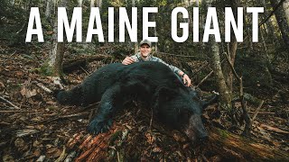 MONSTER Maine Black Bear Hunt!