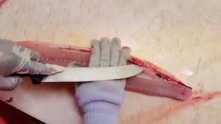 Suisan Fish Market - Trimming the belly bones off of an ono (wahoo) fillet