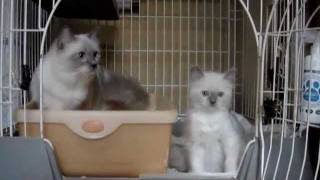 ラグドール子猫1003/2011　２か月＃３