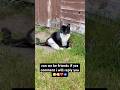 Did you subscribe? #cat #catsfood #funny #kitten #cute #catshorts #funnycats #catperson #adoptcat