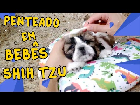 Penteados para bebês de shih tzu - thptnganamst.edu.vn