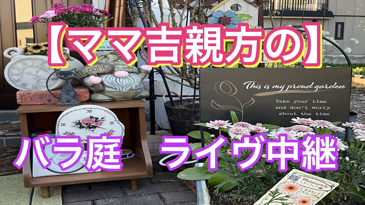 Mama Kichi's] Rose Garden Live Broadcast - YouTube