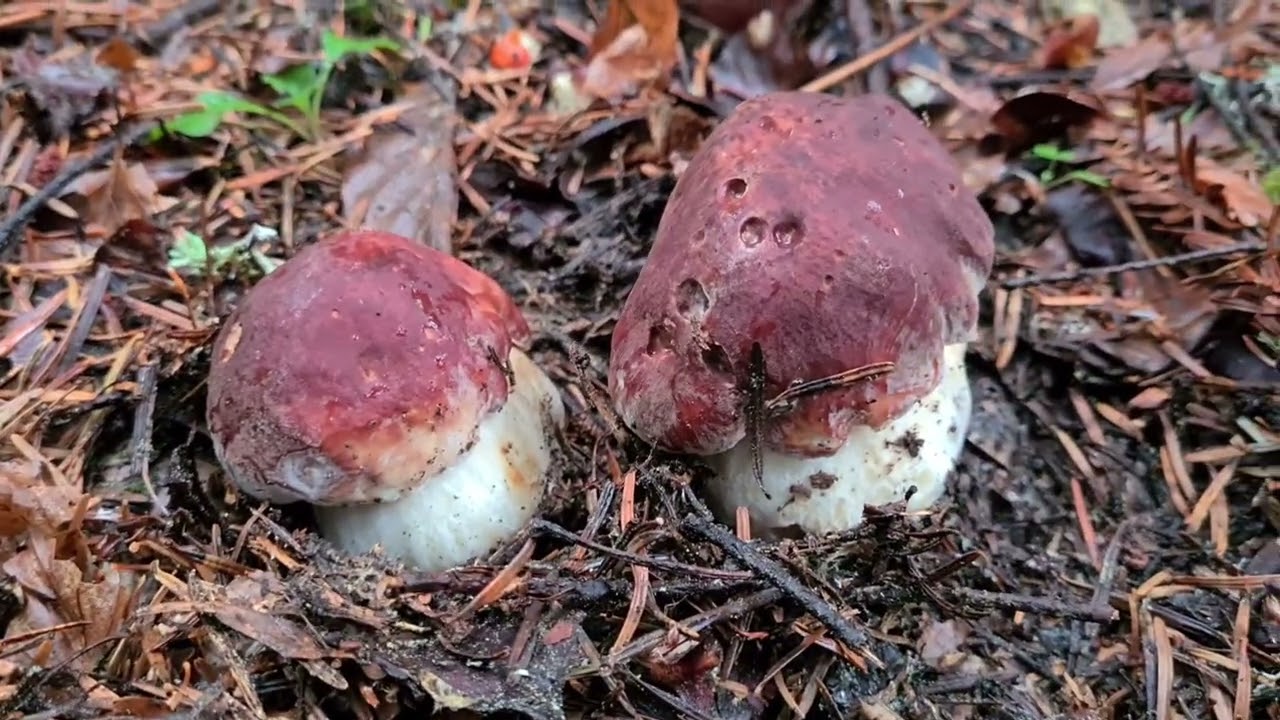 septembre 2022 A la recherche du cèpe des pins #cepe ,#boletus
