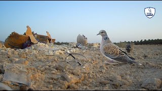 صيد الحمام  القمري بالفخ  من الذكريات الجميله/From childhood memories hunting doves with a trap